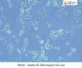 Stable GS-3A4-HepG2 Cell Line | Applied Biological Materials (abm)