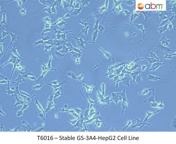 Stable GS-3A4-HepG2 Cell Line | Applied Biological Materials (abm)