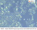 Stable HEK293T Expressing Human GC-B (GCB-Full) Cell Line | Applied Biological Materials (abm)