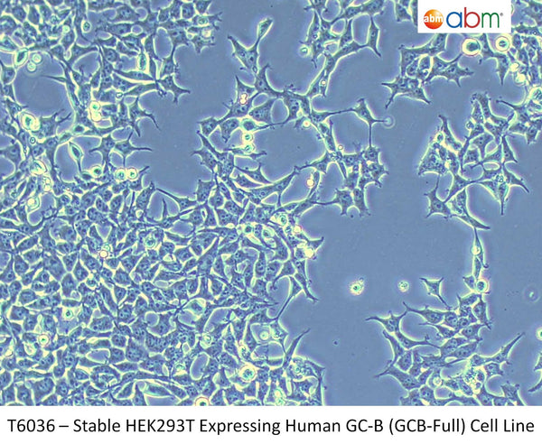Stable HEK293T Expressing Human GC-B (GCB-Full) Cell Line | Applied Biological Materials (abm)