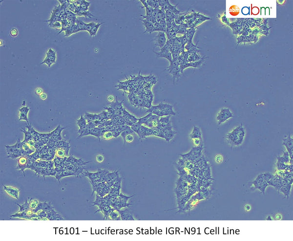 Luciferase Stable IGR-N91 Cell Line | Applied Biological Materials (abm)