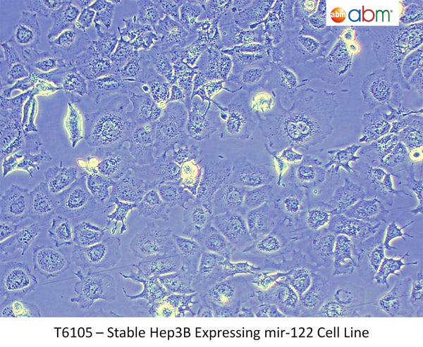 Stable Hep3B Expressing miR-122 Cell Line | Applied Biological Materials (abm)