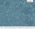 Stable HA-D2LR-RLuc8 Mutant 5 (RRR-ERE) Expressing HEK-293 Cell Line | Applied Biological Materials (abm)