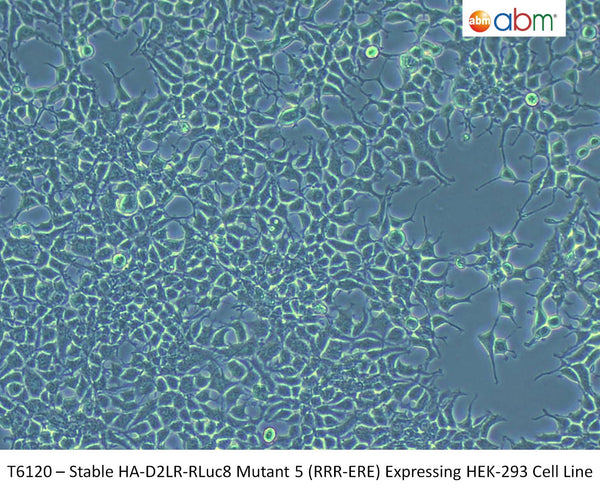 Stable HA-D2LR-RLuc8 Mutant 5 (RRR-ERE) Expressing HEK-293 Cell Line | Applied Biological Materials (abm)