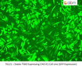 Stable TIM3 Expressing CHO-K1 Cell Line | Applied Biological Materials (abm)