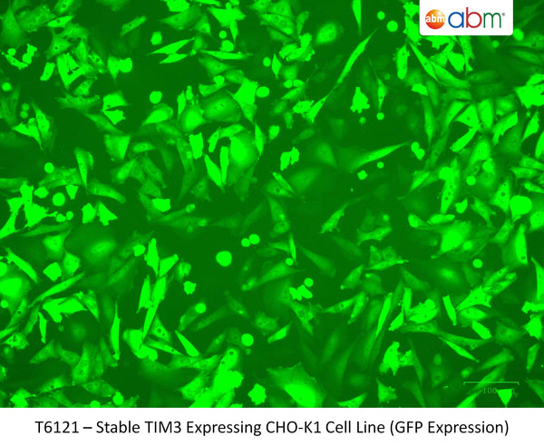 Stable TIM3 Expressing CHO-K1 Cell Line | Applied Biological Materials (abm)