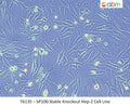 SP100 Stable Knockout HEp-2 Cell Line | Applied Biological Materials (abm)