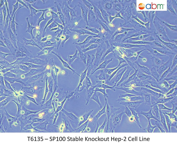 SP100 Stable Knockout HEp-2 Cell Line | Applied Biological Materials (abm)