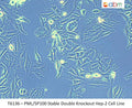PML/SP100 Stable Double Knockout HEp-2 Cell Line | Applied Biological Materials (abm)