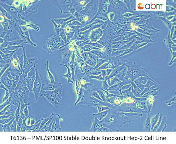 PML/SP100 Stable Double Knockout HEp-2 Cell Line | Applied Biological Materials (abm)