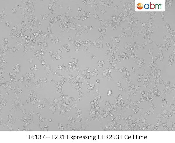 T2R1 Expressing HEK293T Cell Line | Applied Biological Materials (abm)