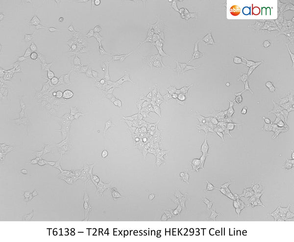 T2R4 Stable Expressing HEK293T Cell Line | Applied Biological Materials (abm)