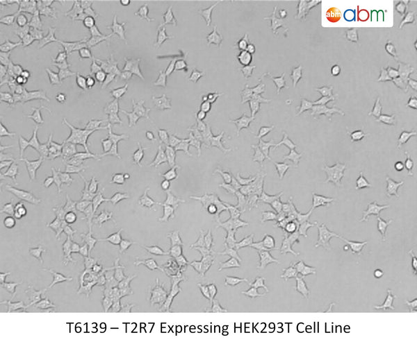 T2R7 Expressing HEK293T Cell Line | Applied Biological Materials (abm)