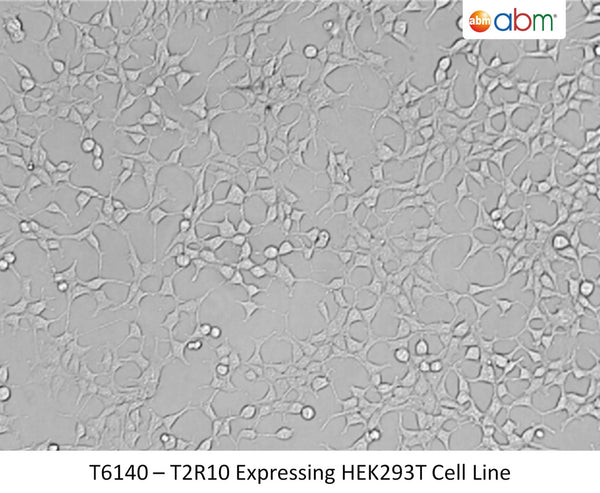 T2R10 Expressing HEK293T Cell Line | Applied Biological Materials (abm)