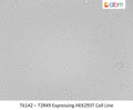 T2R49 Expressing HEK293T Cell Line | Applied Biological Materials (abm)