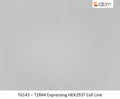 T2R44 Expressing HEK293T Cell Line | Applied Biological Materials (abm)