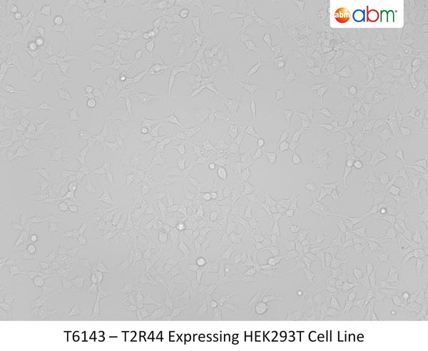 T2R44 Expressing HEK293T Cell Line | Applied Biological Materials (abm)