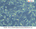 PD-L1 CRISPR Stable Knockout MC38 Cell Line | Applied Biological Materials (abm)