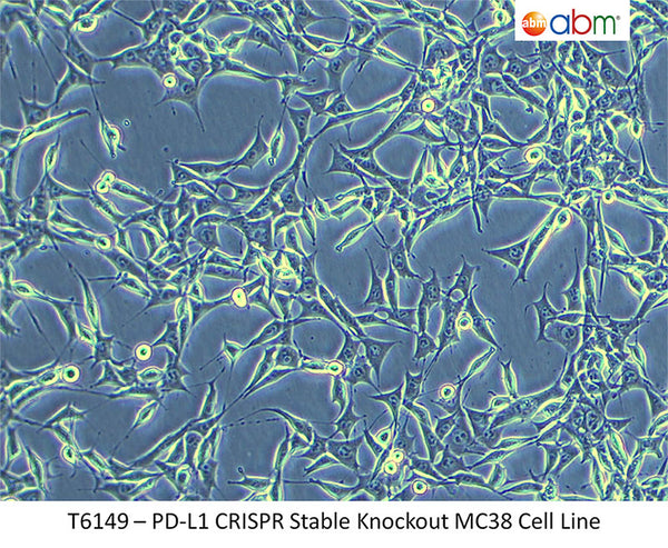 PD-L1 CRISPR Stable Knockout MC38 Cell Line | Applied Biological Materials (abm)