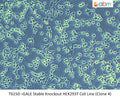 GALE Stable Knockout HEK293T Cell Line (Clone 4) | Applied Biological Materials (abm)