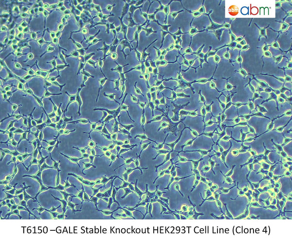 GALE Stable Knockout HEK293T Cell Line (Clone 4) | Applied Biological Materials (abm)