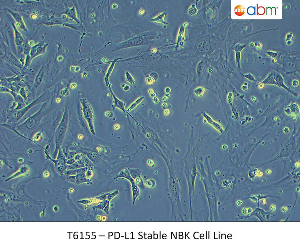 PD-L1 Stable NBK Cell Line | Applied Biological Materials (abm)