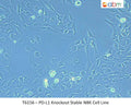 PD-L1 Knockout Stable NBK Cell Line | Applied Biological Materials (abm)