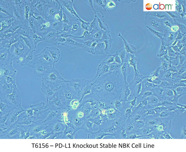 PD-L1 Knockout Stable NBK Cell Line | Applied Biological Materials (abm)