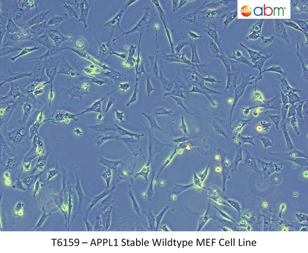 APPL1 Stable Wildtype MEF Cell Line | Applied Biological Materials (abm)