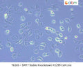 SIRT7 Stable Knockdown H1299 Cell Line | Applied Biological Materials (abm)