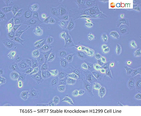 SIRT7 Stable Knockdown H1299 Cell Line | Applied Biological Materials (abm)