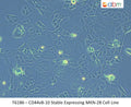 CD44v8-10 Stable Expressing MKN-28 Cell Line | Applied Biological Materials (abm)