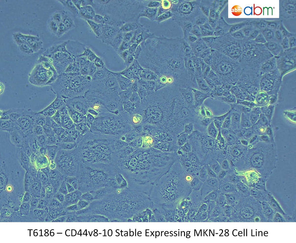 CD44v8-10 Stable Expressing MKN-28 Cell Line | Applied Biological Materials (abm)