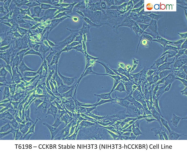 CCKBR Stable NIH3T3 (NIH3T3-hCCKBR) Cell Line | Applied Biological Materials (abm)