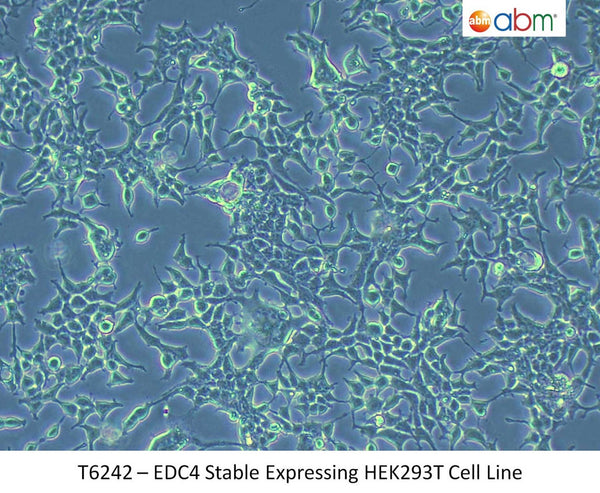 EDC4 Stable Expressing HEK293T Cell Line | Applied Biological Materials (abm)