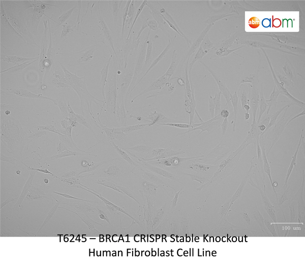 BRCA1 CRISPR Stable Knockout Human Fibroblast Cell Line | Applied Biological Materials (abm)