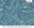 FLAG-HnRNP-L Stable Expressing HEK293 Cell Line | Applied Biological Materials (abm)