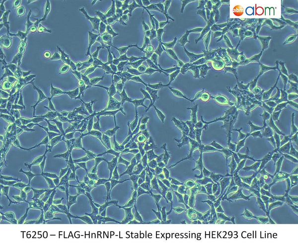 FLAG-HnRNP-L Stable Expressing HEK293 Cell Line | Applied Biological Materials (abm)