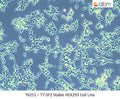 T7-SF2 Stable HEK293 Cell Line | Applied Biological Materials (abm)
