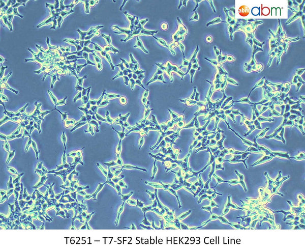 T7-SF2 Stable HEK293 Cell Line | Applied Biological Materials (abm)
