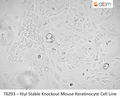 KtyI Stable Knockout Mouse Keratinocyte Cell Line | Applied Biological Materials (abm)