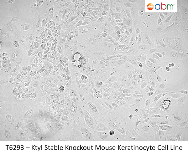 KtyI Stable Knockout Mouse Keratinocyte Cell Line | Applied Biological Materials (abm)