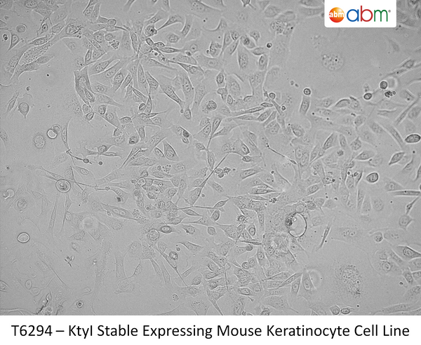 KtyI Stable Expressing Mouse Keratinocyte Cell Line | Applied Biological Materials (abm)