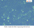 Stable Rat TASK-1 Expressing CHO Cell Line | Applied Biological Materials (abm)