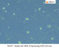 Stable Rat TASK-3 Expressing CHO Cell Line | Applied Biological Materials (abm)