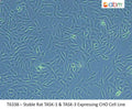 Stable Rat TASK-1 & TASK-3 Expressing CHO Cell Line | Applied Biological Materials (abm)