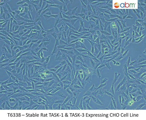 Stable Rat TASK-1 & TASK-3 Expressing CHO Cell Line | Applied Biological Materials (abm)