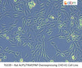 Rat AcP5/TRAP/PAP Overexpressing CHO-K1 Cell Line | Applied Biological Materials (abm)