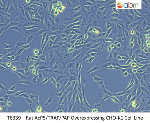 Rat AcP5/TRAP/PAP Overexpressing CHO-K1 Cell Line | Applied Biological Materials (abm)