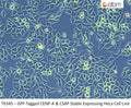 GFP-Tagged CENP-A & CSAP Stable Expressing HeLa Cell Line | Applied Biological Materials (abm)